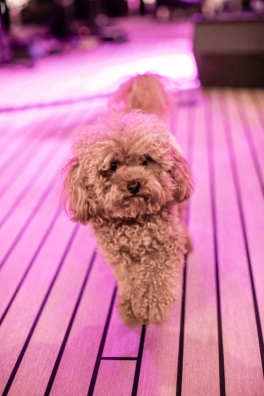 Close-up of a brown poodle - ACCAELLE Events | Organizzazione eventi e Wedding planner